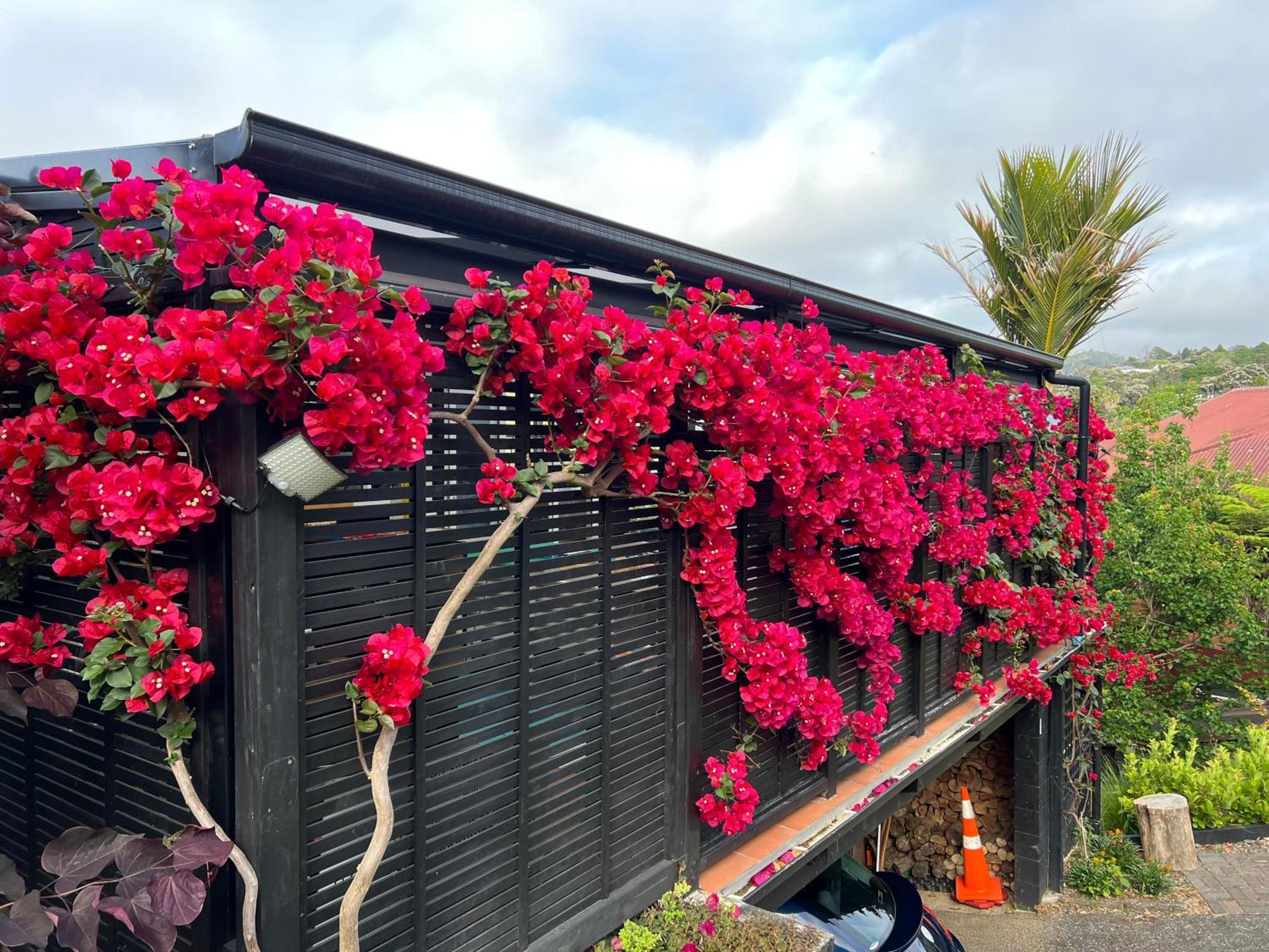 Brophys Beach Studio Whitianga Εξωτερικό φωτογραφία